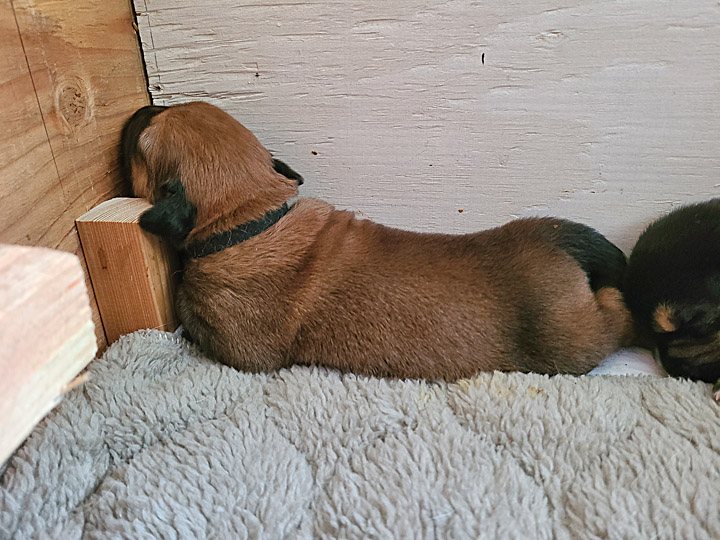 chinook dog